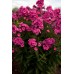 Флокс Phlox Classic Cassis